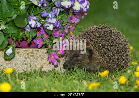 Hedgehog (nome scientifico: Erinaceus Europaeus) riccio selvatico, nativo, europeo nel giardino con piante da letto colorate, rivolto a sinistra. Orizzontale Foto Stock