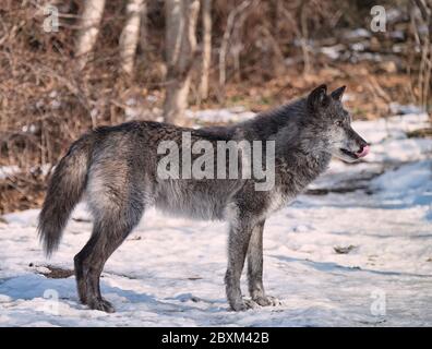 Lupo nero del legno (conosciuto anche come lupo grigio o grigio) camminare nella neve Foto Stock