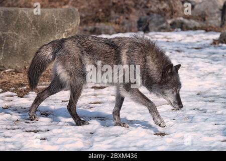 Lupo nero del legno (conosciuto anche come lupo grigio o grigio) camminare nella neve Foto Stock