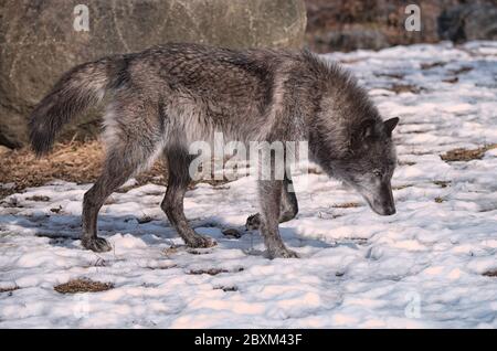 Lupo nero del legno (conosciuto anche come lupo grigio o grigio) camminare nella neve Foto Stock