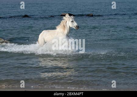 Stallone bianco che corre attraverso l'oceano surf in Camargue, Francia Foto Stock