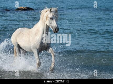 Stallone bianco che corre attraverso l'oceano surf in Camargue, Francia Foto Stock