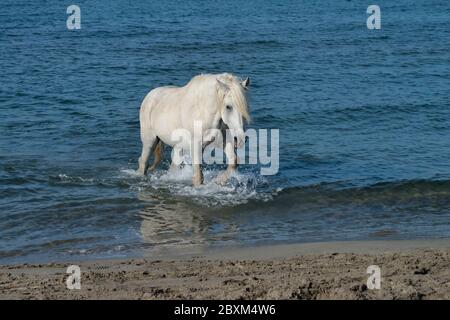 Stallone bianco che corre attraverso l'oceano surf in Camargue, Francia Foto Stock