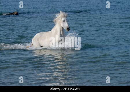 Stallone bianco che corre attraverso l'oceano surf in Camargue, Francia Foto Stock