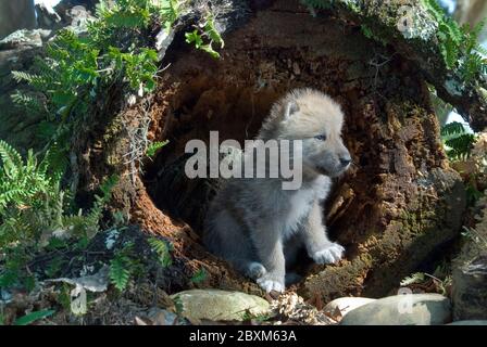 Un giovane cuccioli di lupo artico seduto in un tronco cavo coperto di felci Foto Stock