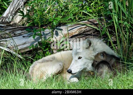 Arctic wolf madre con i cuccioli Foto Stock