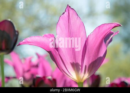 Tulipani viola retroilluminati in un giardino Foto Stock