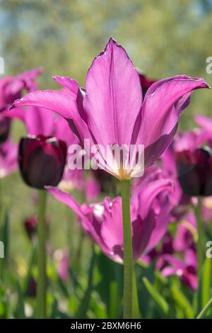 Tulipani viola retroilluminati in un giardino Foto Stock