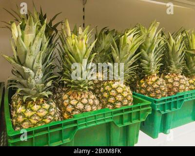 Frutta di ananas in una scatola verde su un ripiano in negozio. Sezione di alimentari nel supermercato. Concetto di commercio di frutta. Foto Stock