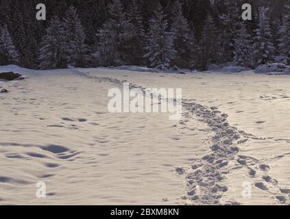 Impronte di neve che conducono verso una pineta sullo sfondo. Foto Stock