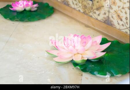 Due fiori rosa di loto con foglie verdi sull'acqua in fontana Foto Stock