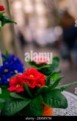 Primulas. Fiore colorato con fiori rossi, blu, gialli Foto Stock