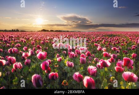 Prato papavero nella bella luce del sole della sera Foto Stock