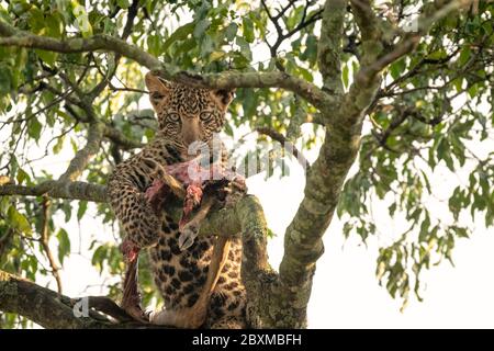 Un giovane cucciolo leopardo si nutre di una gazzella posta in un albero la notte prima dalla madre. Immagine ripresa nella Riserva Nazionale Maasai Mara, Kenya. Foto Stock