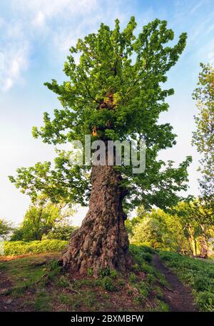 Summer landscape with old tree in the forest and sun in the leaves Foto Stock