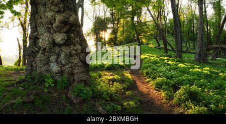 Fantasy vecchio albero in mistica foresta verde Foto Stock