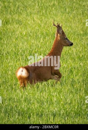 Lauder, Regno Unito. 8 Giugno 2020. UK Primavera tempo natura natura fauna selvatica UNA giovane stag ritratto saltando attraverso un campo di mais vicino Lauder nei confini scozzesi. Credit: phil wilkinson/Alamy Live News Foto Stock