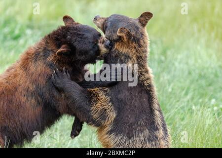 American Black Bear lotta nel prato Foto Stock