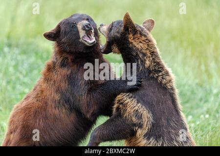 American Black Bear lotta nel prato Foto Stock