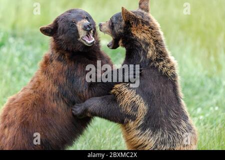 American Black Bear lotta nel prato Foto Stock