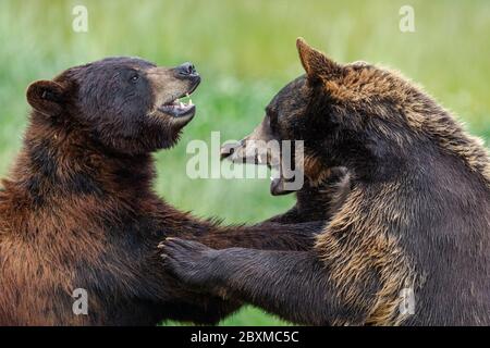 American Black Bear lotta nel prato Foto Stock