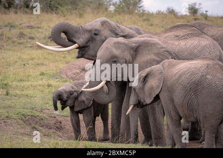 Piccola mandria di elefanti si riunì intorno ad un buco di irrigazione acqua potabile. Immagine presa nel Maasai Mara, Kenya. Foto Stock
