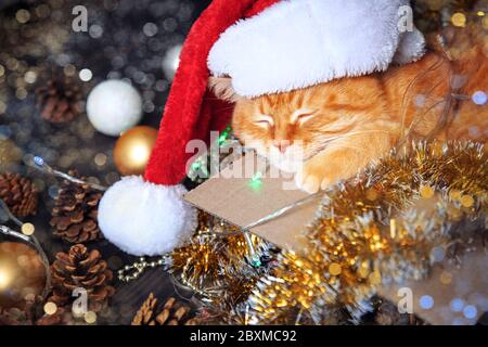 Home gatto rosso dorme in una scatola con decorazioni di Natale primo piano. Il concetto di Capodanno e le vacanze di Natale. Foto Stock