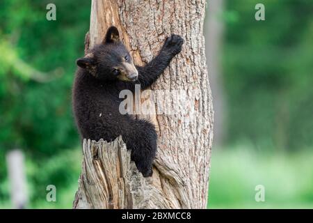 Giovane orso nero americano che arrampica l'albero Foto Stock