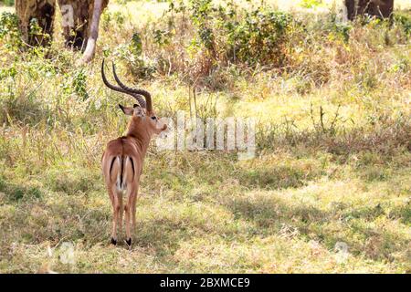 Impala maschile, aepyceros melampus, in una radura al lago Nakuru, Kenya. Vista posteriore con profilo rivolto verso l'interno. Spazio per il testo. Foto Stock