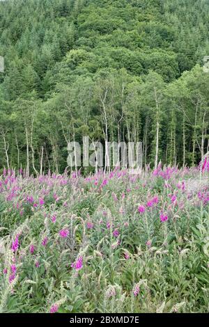 Due anni dopo che un pezzetto di bosco è stato abbattuto, i guanti di foxwants (Digitalis purpurea) fioriscono sul terreno pulito. Stapleton Wood, Herefordshire, Regno Unito Foto Stock