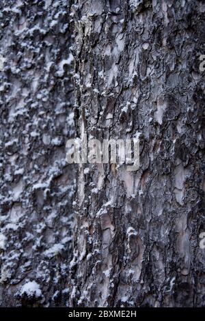 Schneebedeckte Struktur der Bergföhre in den Pyreäen Foto Stock