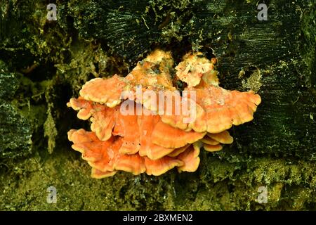 Staffa fungo sulfureo (Laetiporus sulfureus) Foto Stock