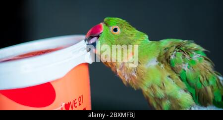 Closeup Parrot femminile con anello rosa Platying con una scatola piena di noci di Cashew. Foto Stock