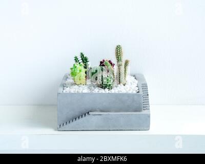 Molti tipi di piante di cactus verdi in pentola quadrata di cemento su ripiano su sfondo bianco. Foto Stock
