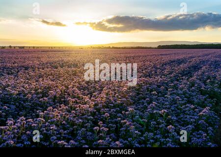 bella lila viola fiorente campo phacelia nel paesaggio naturale tramonto Foto Stock