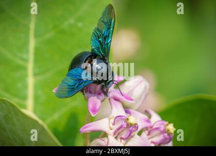 Xylocopa valga o carpenter bee su Calotropis procera o Apple di Sodoma fiori. Macro con DOF poco profondo Foto Stock