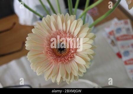 Gerbera rosa bianca in vaso in un bouquet di tipo mindset Foto Stock