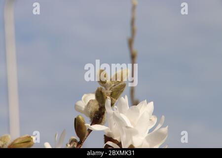 Magnolia stellata, talvolta chiamata la stella magnolia con fiori bianchi in un giardino a Nieuwerkerk aan den IJssel Foto Stock