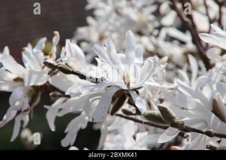 Magnolia stellata, talvolta chiamata la stella magnolia con fiori bianchi in un giardino a Nieuwerkerk aan den IJssel Foto Stock