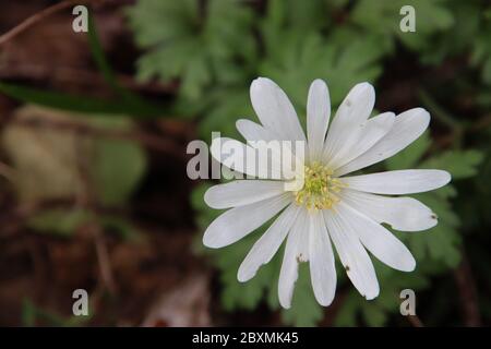 Magnolia stellata, talvolta chiamata la stella magnolia con fiori bianchi in un giardino a Nieuwerkerk aan den IJssel Foto Stock