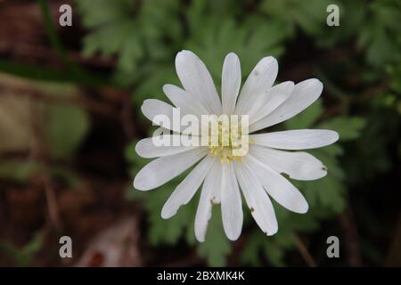 Magnolia stellata, talvolta chiamata la stella magnolia con fiori bianchi in un giardino a Nieuwerkerk aan den IJssel Foto Stock