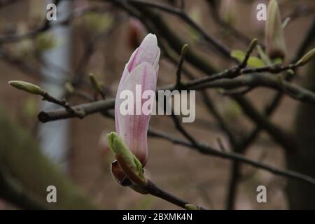 Foglie viola dell'albero di magnolia alla luce del sole durante la primavera nei Paesi Bassi Foto Stock