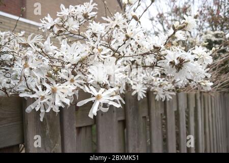 Magnolia stellata, talvolta chiamata la stella magnolia con fiori bianchi in un giardino a Nieuwerkerk aan den IJssel Foto Stock