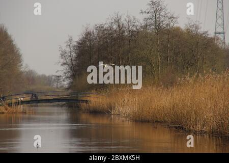 Un Egret si avvicina a terra lungo la fossa in cerca di cibo nel Parco Hitland a Nieuwerkerk aan den IJssel Foto Stock