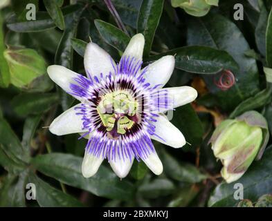 Fiore bianco viola testa del passionflower nel giardino A.Vogel in 't Harde in Olanda Foto Stock