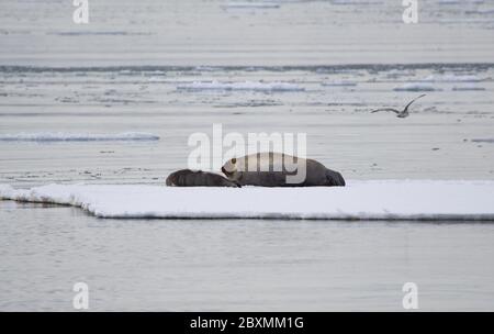 Madre foca con il cucito sdraiato sul ghiaccio di mare su Spitsbergen Foto Stock