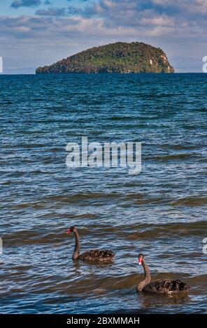 Cigni neri al Lago Taupo, Isola di Motutaiko in lontananza, Plateau Centrale, Regione di Waikato, Isola del Nord, Nuova Zelanda Foto Stock