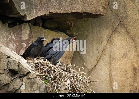 Pulcini giovani corvi comuni seduti sul nido in montagna e in attesa Foto Stock