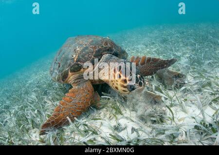 La sedatura della testa di loggerhead si sta nutrire sul conca regina nell'erba di mare a Belize barriera Corallina. Foto Stock