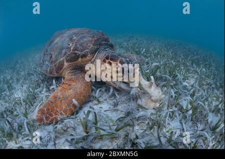 La sedatura della testa di loggerhead si sta nutrire sul conca regina nell'erba di mare a Belize barriera Corallina. Foto Stock